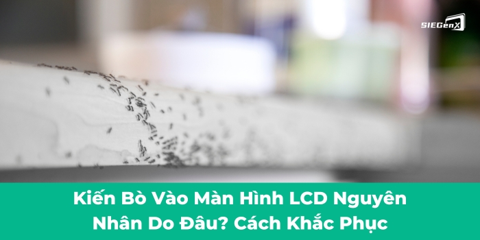 Kiến bò vào màn hình LCD: Nguyên nhân và cách khắc phục